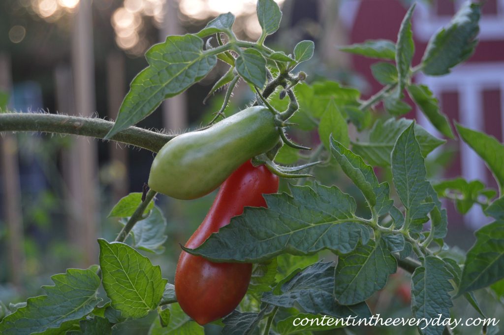 Growing & Preserving Tomatoes