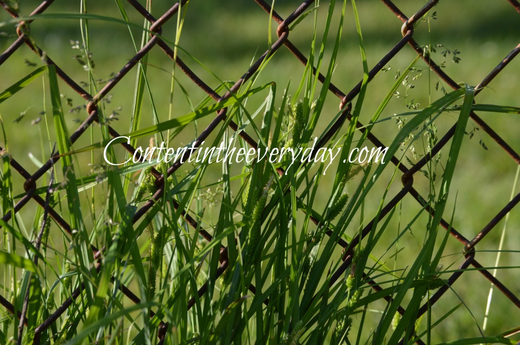 Grass in front of fence